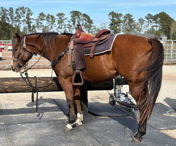 show-winner-quarter-horse