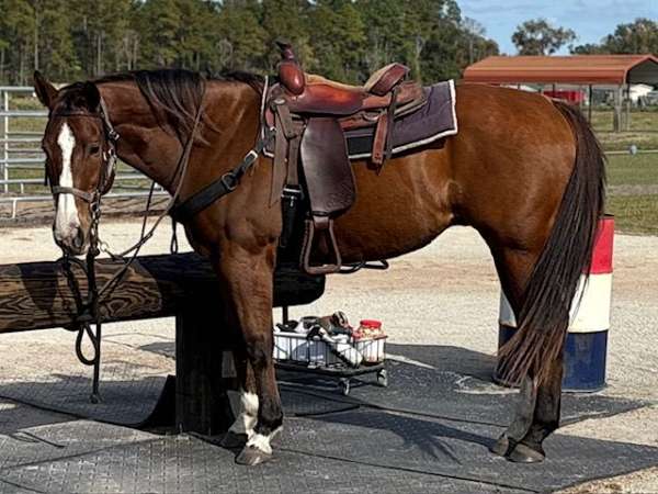 trail-quarter-horse