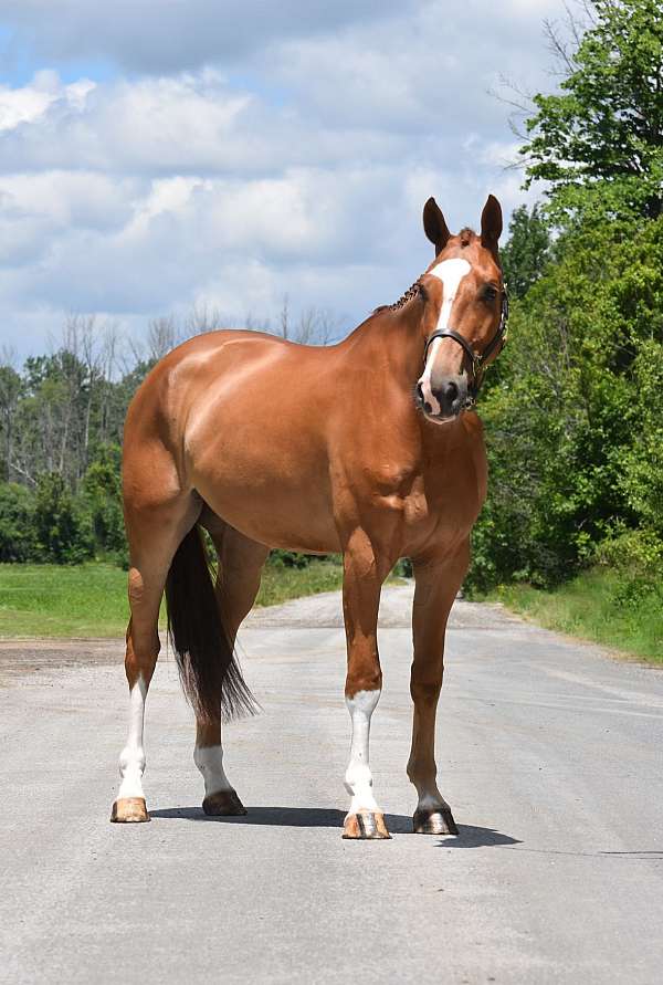 show-j-warmblood-horse