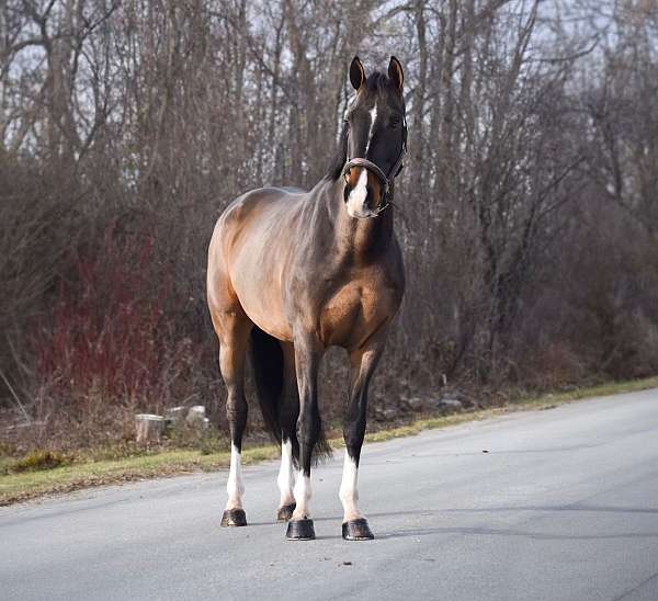 show-ju-warmblood-horse