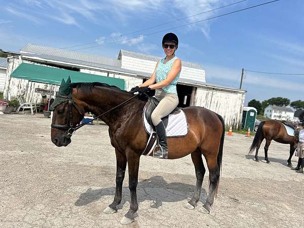 all-around-standardbred-horse