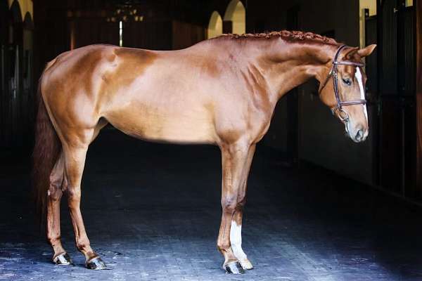 champion-oldenburg-horse