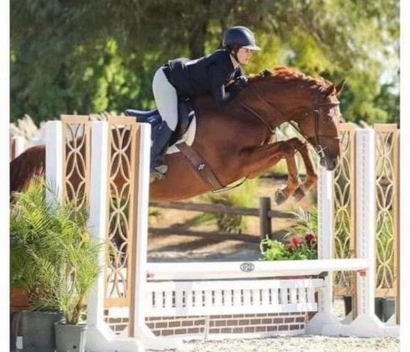 dressage-holsteiner-horse