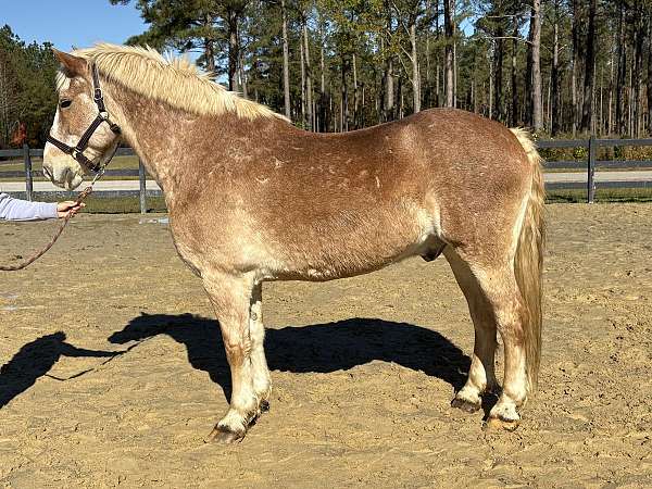 red-roan-haflinger-for-sale