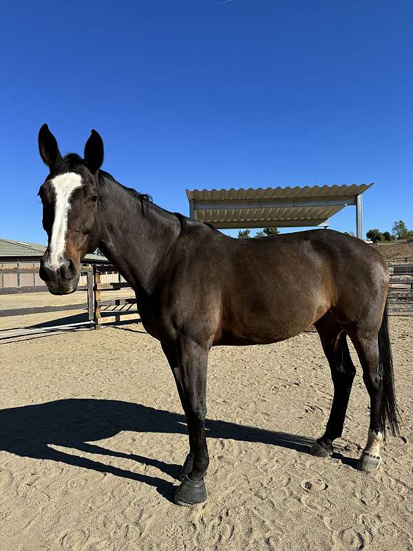 dressage-holsteiner-horse