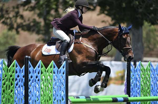 usef-belgian-warmblood-mare