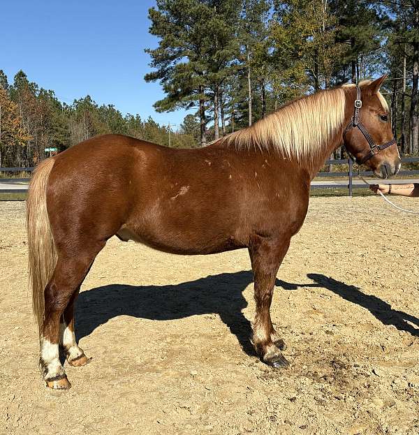 cross-endurance-haflinger-horse