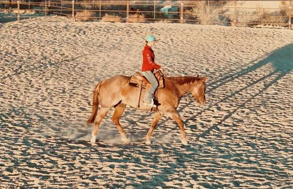 all-around-quarter-horse