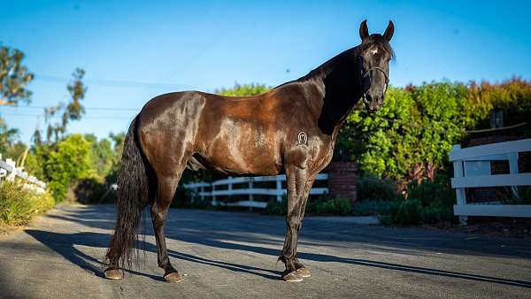 attitude-marchador-horse