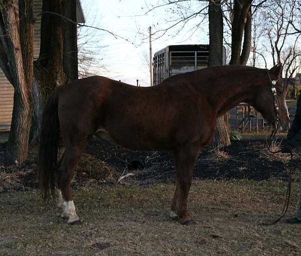 all-around-tennessee-walking-horse