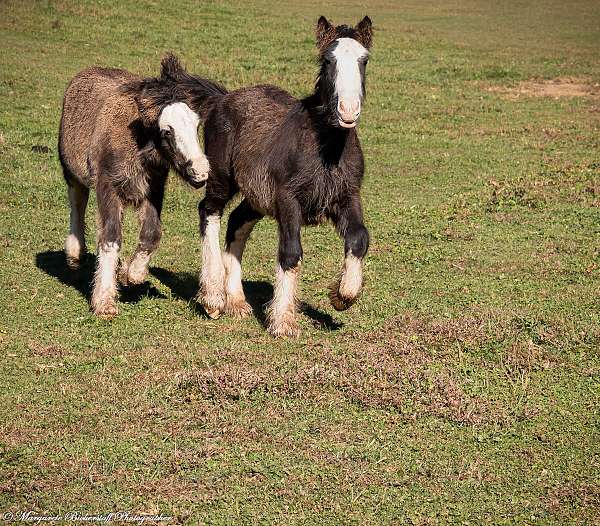 gypsy-gypsyvanner-gypsycob-stallion