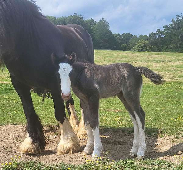 gypsy-gypsyvanner-gypsycob-stallion