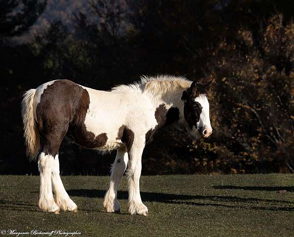 tobiano-horse