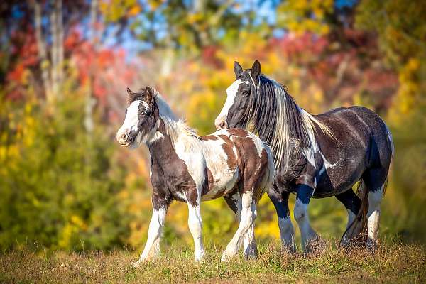 tobiano-horse