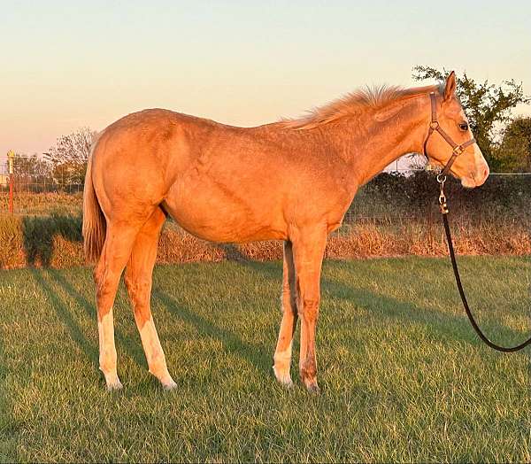 buckskin-overo-breeders-trust-horse