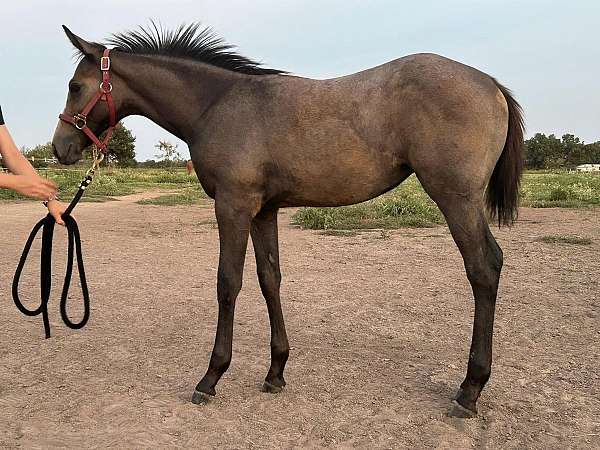 central-texas-paint-horse