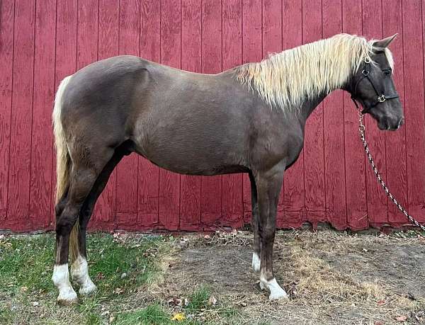 all-around-rocky-mountain-horse