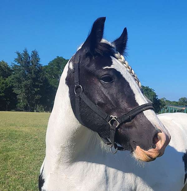 breeding-homozygous-gypsy-vanner-horse