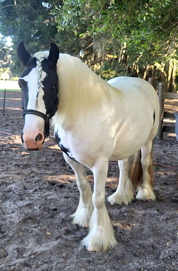 chestnut-gypsy-vanner-foal