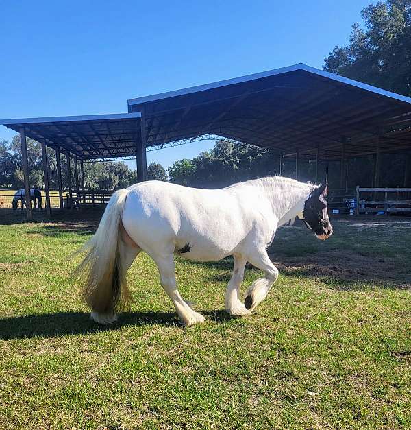 silver-bay-gypsy-vanner-broodmare