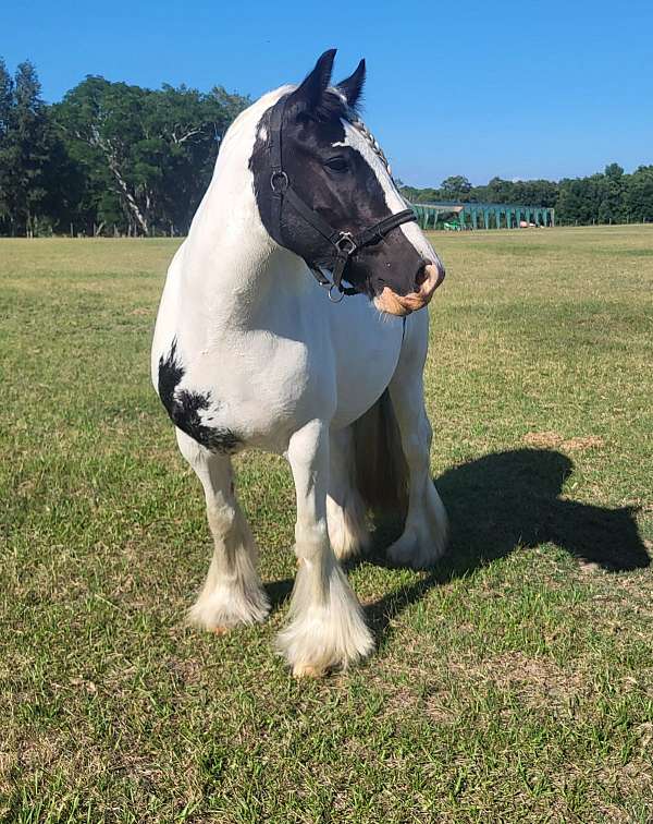 silver-bay-gypsy-vanner-foal