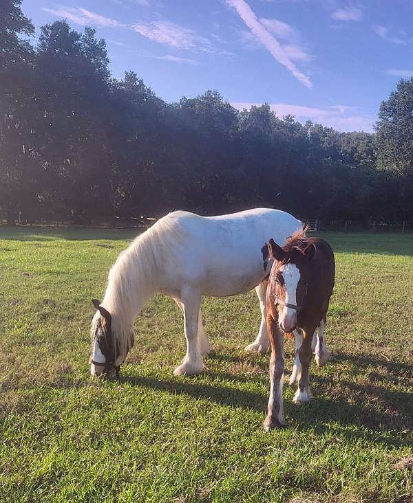 white-gypsy-vanner-foal