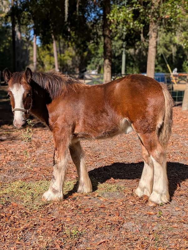 white-gypsy-vanner-broodmare