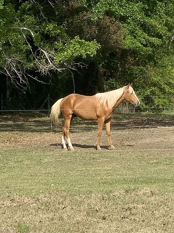 harlan-gelding