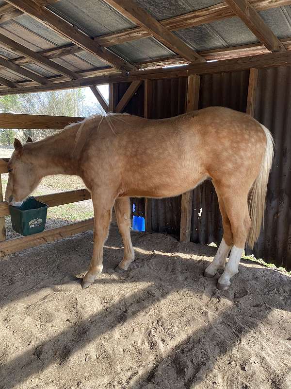 two-eyed-red-buck-gelding