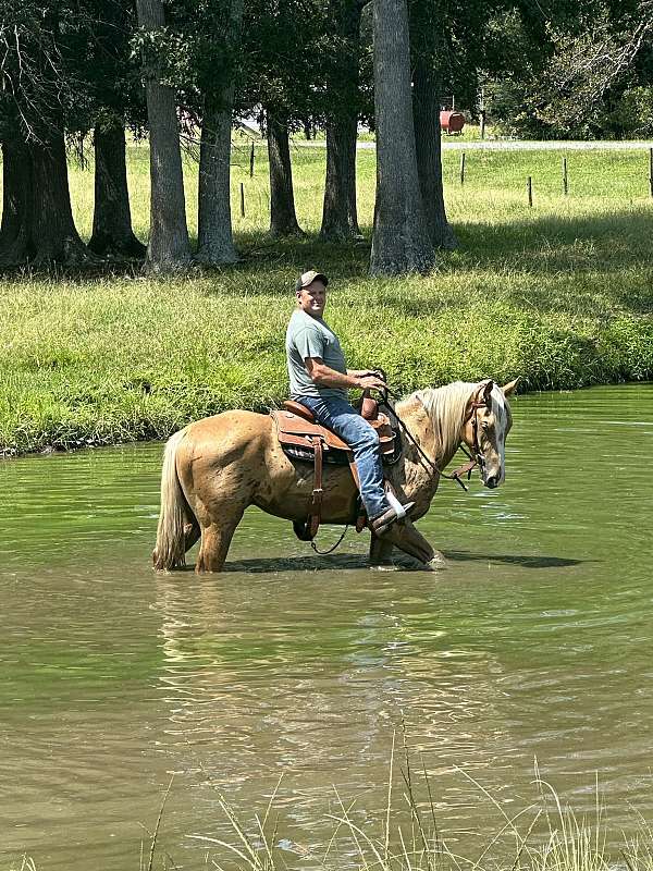 red-buck-gelding