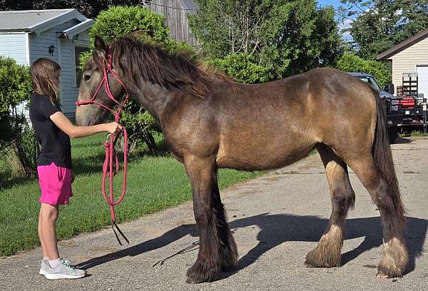 peanut-gypsy-vanner-horse