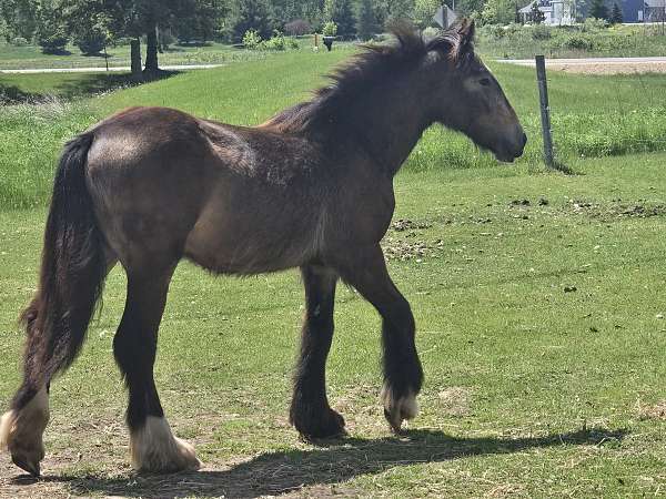 pro-gypsy-vanner-horse