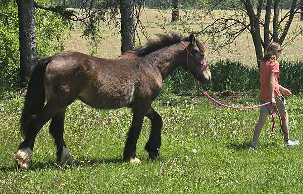 all-vaccines-filly