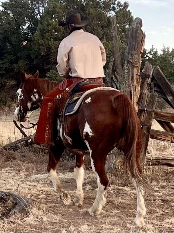 ranch-work-paint-horse