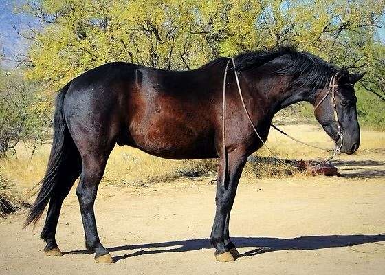 friesian-gelding