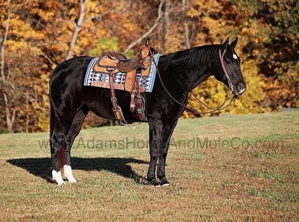 black-rear-socks-star-horse