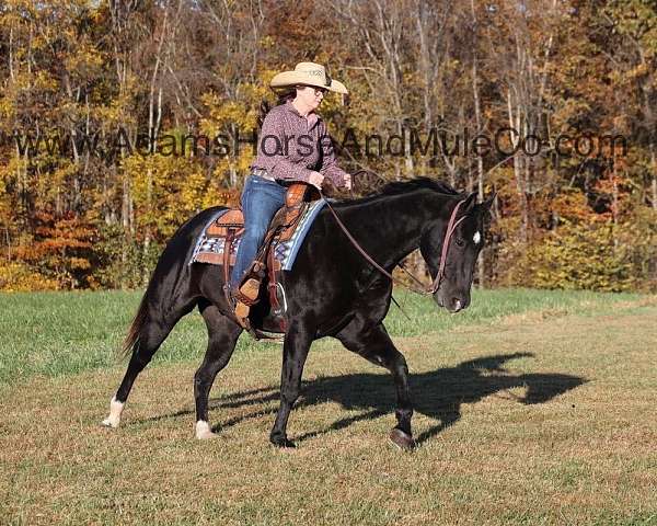 beginner-safe-quarter-horse