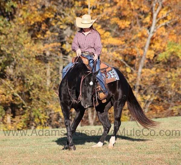 family-horse-quarter