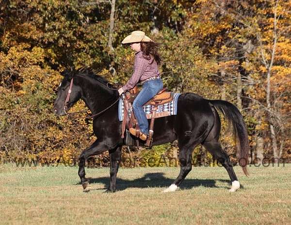 ranch-work-quarter-horse