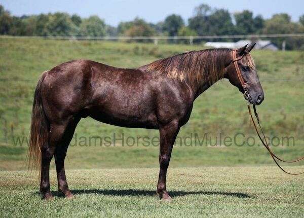 beginner-safe-tennessee-walking-horse