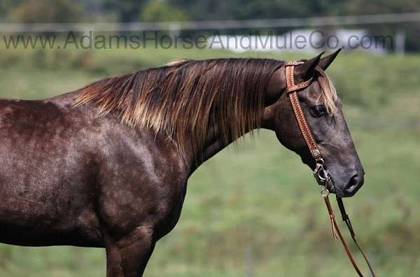 family-horse-tennessee-walking