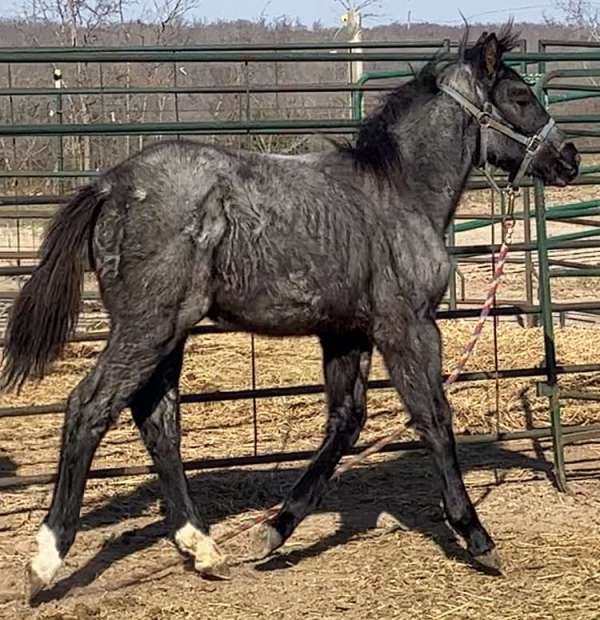 blue-roan-star-2-white-hind-socks-horse