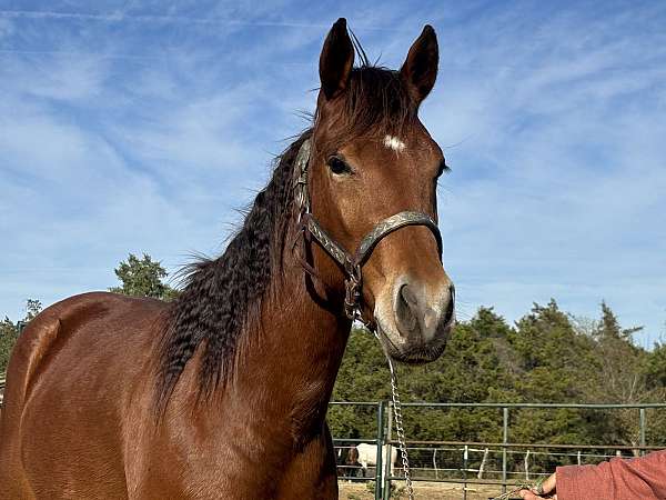 all-around-quarter-horse