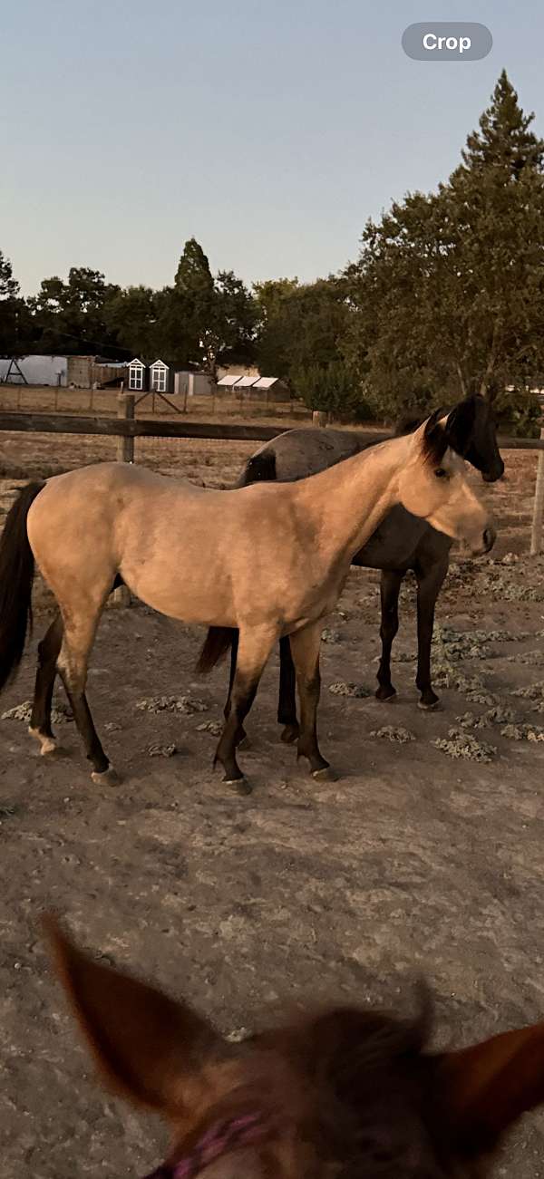 buckskin-quarter-horse-gelding