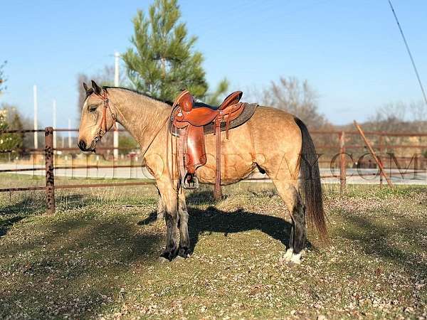 buckskin-star-lhrh-sock-horse