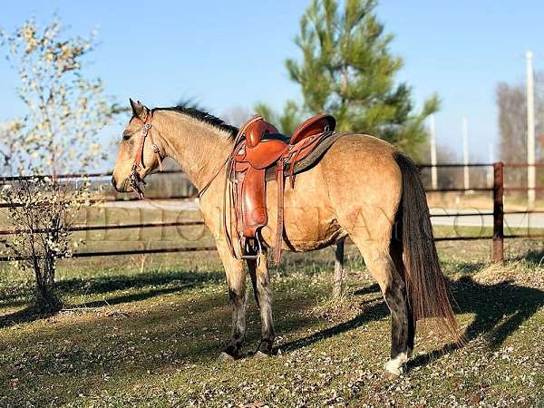 beautiful-buckskin-missouri-fox-trotter-horse