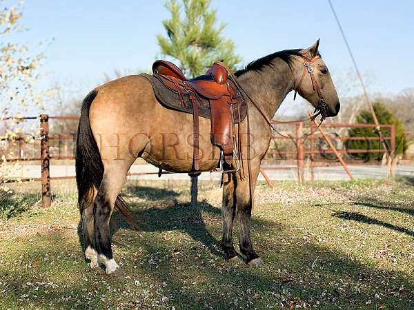 stocky-build-missouri-fox-trotter-horse