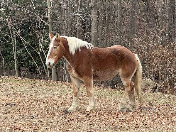 palomino-belgian-mare