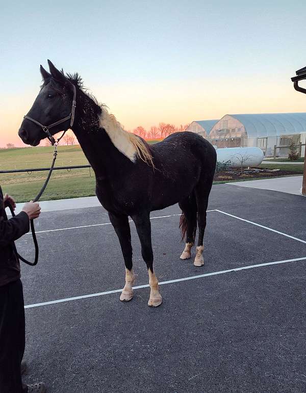 black-white-saddlebred-stallion