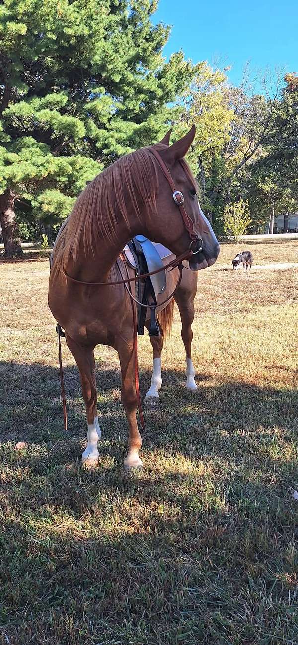 bridleless-morgan-horse